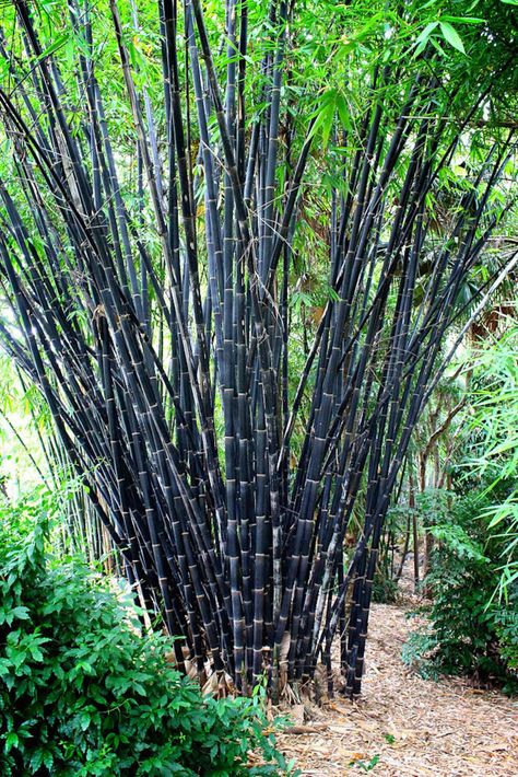 Tropical Black Bamboo Gigantochloa Atroviolacea - Etsy Canada Bamboo Species, Clumping Bamboo, Seedlings Indoors, Bamboo Seeds, Growing Bamboo, Bamboo Trees, Shade Screen, Goth Garden, Privacy Plants