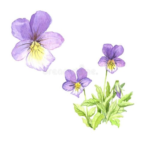 A bouquet of violets. The Bush around Violets. Watercolor illustration , #Sponsored, #Bush, #violets, #bouquet, #illustration, #Watercolor #ad Violet Illustration Flower, Viola Flower Drawing, Drawing Violets, Watercolour Violets, Violets Drawing, Violets Bouquet, Violet Drawing, Watercolor Violets, Violet Illustration