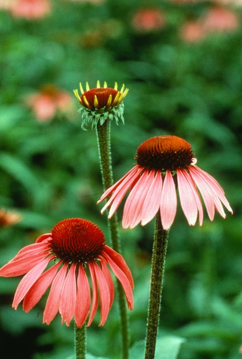 Tarot Painting, Echinacea Flower, Tattooed Lady, Australia Landscape, Fantasy Flowers, Flower Painting Canvas, Plant Aesthetic, Flower Paintings, Floral Photo