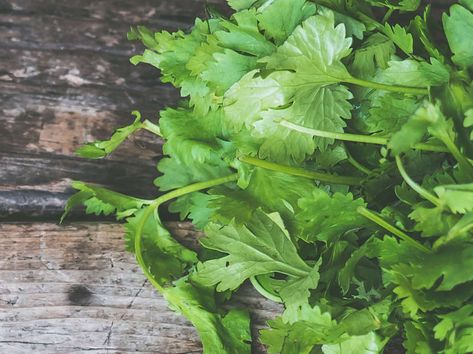 Cilantro Simple Syrup Recipe for Cocktails - Thrillist Tinctures Recipes, Herbal Remedies Recipes, Simple Syrup Recipes, Cider Recipe, Tea Health Benefits, Small Glass Bottles, Caramel Syrup, Jam And Jelly, Herbal Healing