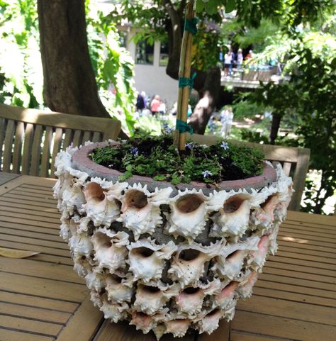 Seashell Artwork, Mosaic Flower Pots, Plant Pot Diy, Shell Mirror, Mandala Rock Art, Mosaic Art Projects, Shell Crafts Diy, Smarty Pants, Mandala Rocks