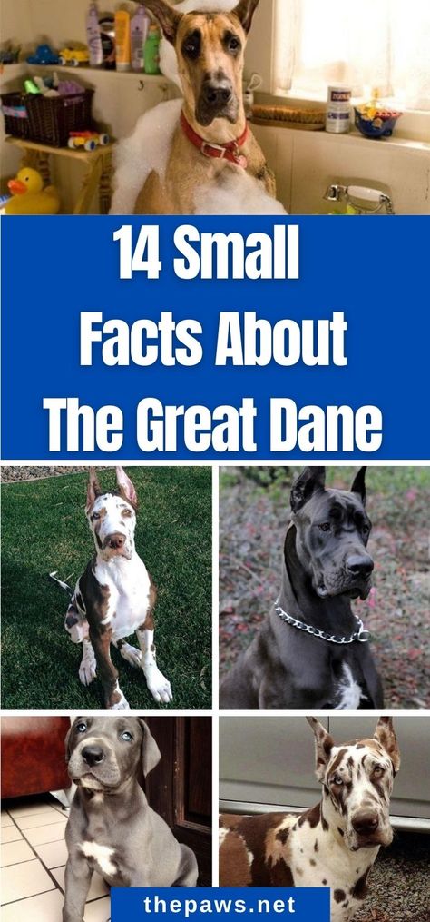 Great Dane Quotes, Great Dane Colors, Great Dane Facts, Merle Great Danes, Great Dane Funny, Luna Girl, The Great Dane, Tallest Dog, Great Danes