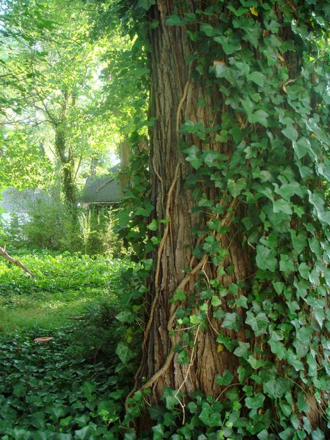 Ivy Tree Ivy On Trellis, Vines On Trees, Creeping Ivy, Ivy Aesthetic, Ivy Tree, Ivy Garden, Creeping Vines, Shape Ideas, Dark Forest Aesthetic