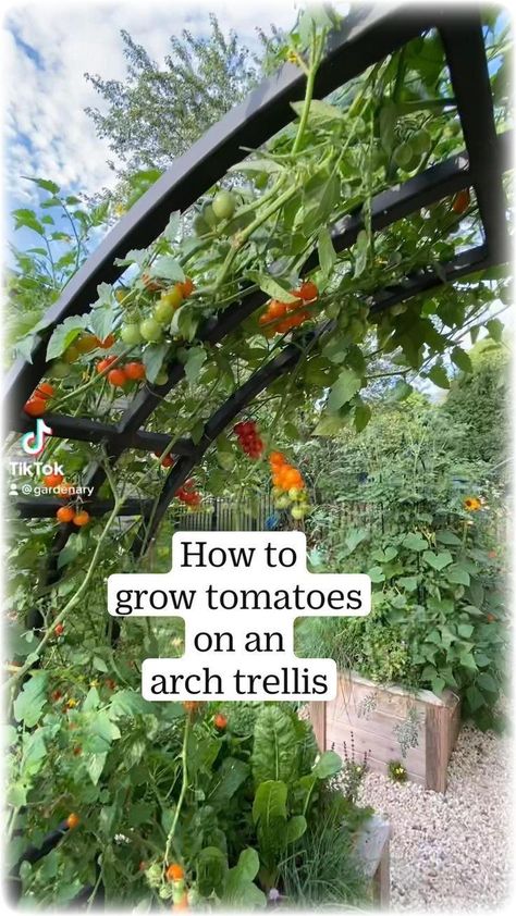 Outdoor Trellis Ideas, Garden Arch Trellis, Arch Trellis, Trellis Ideas, Outdoor Trellis, Garden Arches, Backyard Vegetable Gardens, Garden Wallpaper, Garden Veggies