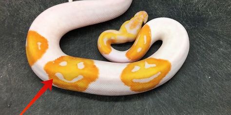 Emoji snake born after 8 years of selective breeding. The patterns are caused by recessive mutations that do occur naturally, but it is extremely unlikely to happen in the wild. Ball Python Pet, Python Royal, Pretty Snakes, Colorful Snakes, Reptile Room, Ball Python Morphs, Cobra Snake, Cute Reptiles, Python Snake