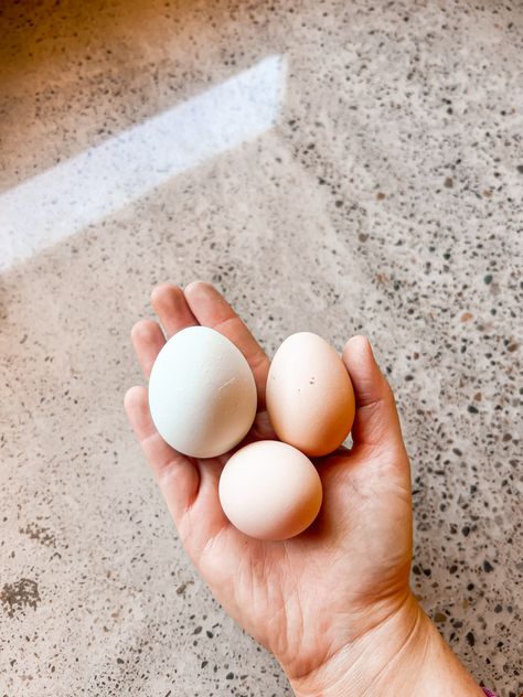 farm fresh chicken eggs

#farm #eggs #chickens #aesthetic #home #homesteading Chickens Aesthetic, Farm Eggs, Fresh Chicken, Aesthetic Home, Chicken Eggs, Farm Fresh, Egg, Chicken