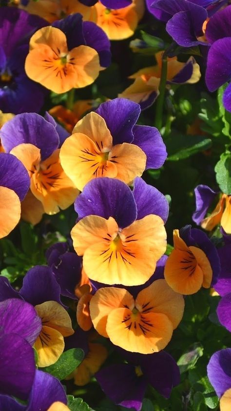 Pansy Colors, Orange Pansies, Orange Pansy, Winter Flowering Plants, Orange And Purple Flowers, Allium Flowers, Purple Flowers Garden, Nails Flowers, Winter Gardening