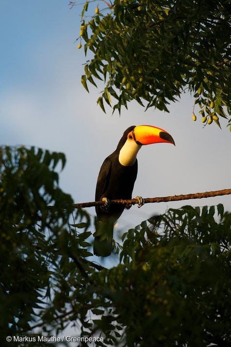 Brazil Wildlife, Brazil Art, South America Travel, Forest Fire, America Travel, Travel Bucket, Bald Eagle, Rio De Janeiro, South America