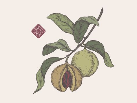 Nutmeg botanical illustration by Maryna Sokolyan on Dribbble Ylang Ylang Illustration, Nutmeg Tattoo, Nutmeg Illustration, Nutmeg Plant, Plant Tattoo, Learning Design, Plant Illustration, Tattoo Inspo, Ylang Ylang