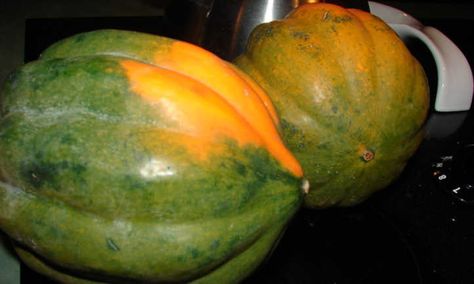 Garden Tips And Tricks, Acorn Squash Soup, Epic Gardening, Harvesting Honey, House Gardening, Squash Plant, Squash Varieties, Vegetable Garden Tips, Seed Packaging