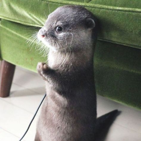 Otters Funny, Otters Cute, Otter Love, Cute Ferrets, Baby Otters, River Otter, Sea Otter, Pretty Animals, Silly Animals