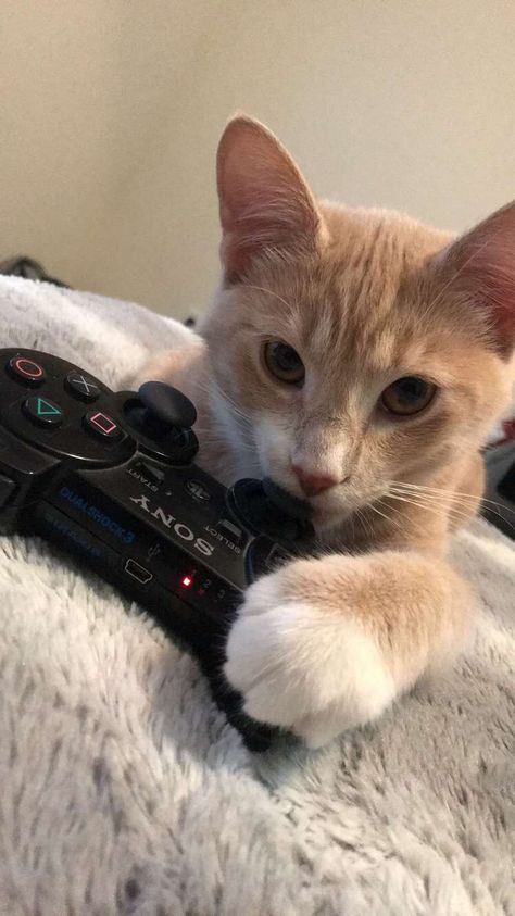 She just wants to play some video games! Cat With Controller, Cat Playing Video Games, Jason Core, Cat Video Game, Cat Gaming, Silly Kitties, Funny Dp, Cat Photos, Silly Cats Pictures