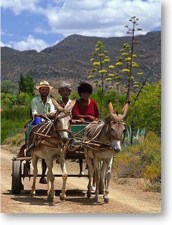 Donkey Cart, Donkey Drawing, Farm Animal Paintings, Hiking Photography, Village Photography, African Art Paintings, Cow Art, Southern Africa, Donkeys