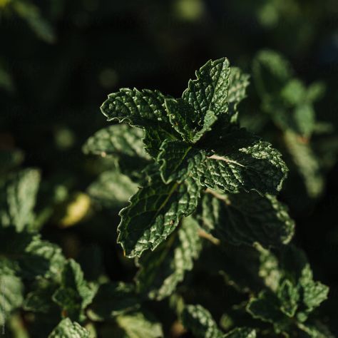 Mint Leaf Aesthetic, Mint Leaves Aesthetic, Mint Plant Aesthetic, Herb Aesthetic, Herbs Aesthetic, Herbs Collection, Flora Background, Mint Photography, Bingo Challenge