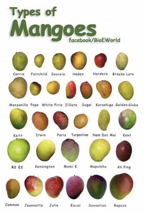 Fruits And Vegetables List, Mango Varieties, Simple Family Meals, Food Health Benefits, Food Infographic, Types Of Fruit, Food Charts, Food Info, Exotic Fruit