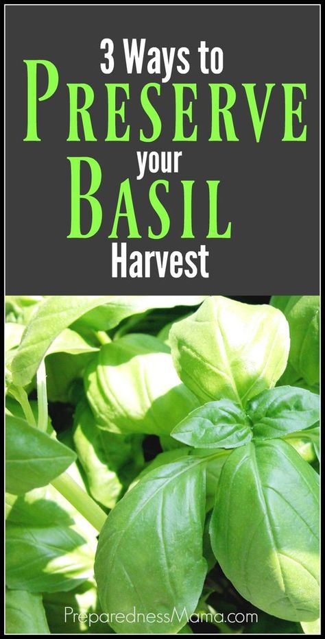 Storing Basil, Preserving Basil, Preserve Fresh Herbs, Store Fresh Herbs, Drying Fresh Herbs, Harvesting Basil, Basil Olive Oil, Preserving Herbs, Harvesting Herbs