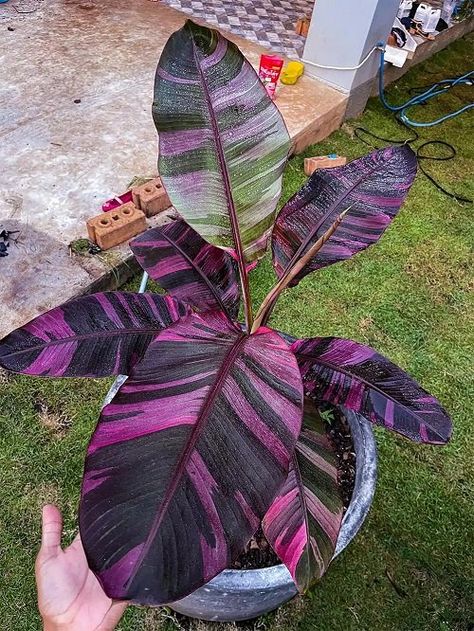 Exotic Plants Indoor, Calathea Plant, Pink Banana, Leafy Plants, Banana Plants, Paper Plants, Pink Plant, Variegated Plants, Beautiful Fruits