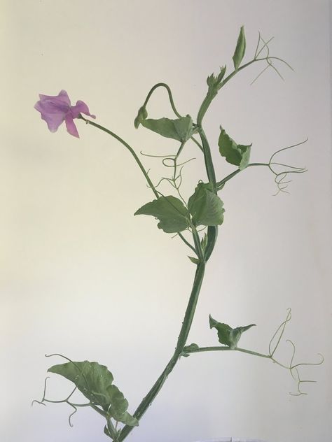 Sweet Pea Vine, Growing Sweet Peas, Sweet Pea Plant, Plant Training, Vine Drawing, Growing Cut Flowers, Flower Seedlings, Pea Plant, Sweet Pea Flowers