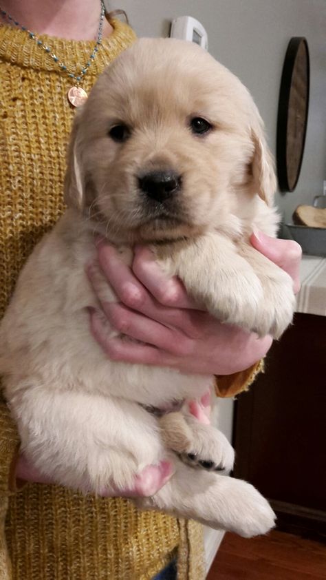 Hytop Goldies AKC registered Golden Retriever puppies Puppy Nursery Decor, Puppy Nursery, Golden Retriever Puppies, 골든 리트리버, Retriever Puppies, Baby Animals Pictures, Cute Little Puppies, Baby Animals Funny