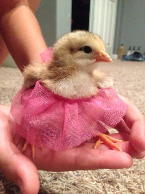 Chick Aesthetic, Pollo Animal, Chicks Cute, Tiny Baby Animals, Baby Chicken, Chicken Pictures, Cute Ducklings, Baby Farm Animals, Cute Small Animals