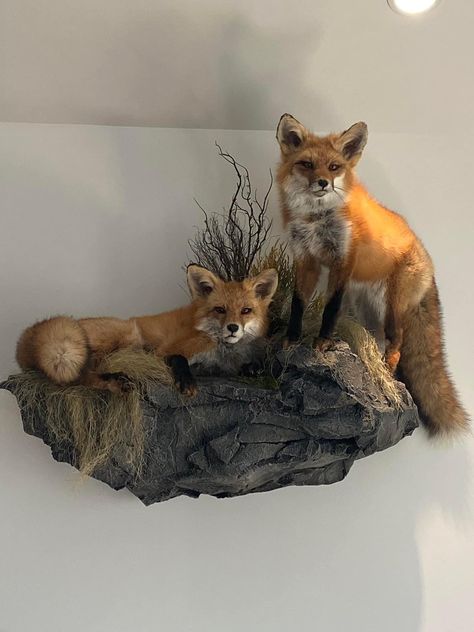 Bone Taxidermy, Hunting Mounts, Fox Taxidermy, Taxidermy Fox, Taxidermy Decor, Animal Taxidermy, Taxidermy Display, Man Cave Room, Wet Specimen