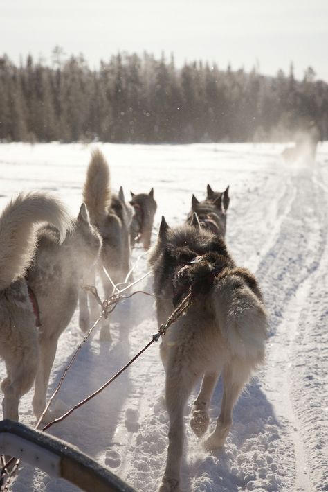 Ylläs Finland, Husky Sledding, Husky Sled, Huskies Sled, Sled Ride, Nordic Winter, Husky Dogs, Dog Sledding, Siberian Husky