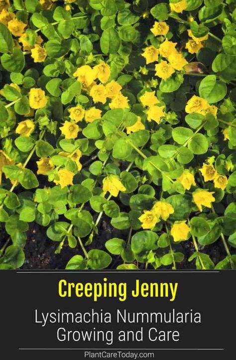 Creeping Jenny Care, 8b Gardening, Creeping Jenny Plant, Nz Plants, Lysimachia Nummularia, Zone 8b, Perennial Ground Cover, Yard Plants, Beginner Gardening