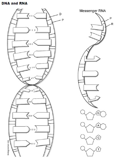 Dna E Rna, Scientific Method Experiments, Dna Worksheet, Dna Activities, Dna Drawing, Dna Facts, Text Features Worksheet, Biology Activity, Dna Project