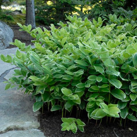 Shade Perennials that aren't Hostas, Heucheras, or Ferns | Perennial Resource Sun Hostas, Shade Garden Plants, North Garden, Lenten Rose, Solomons Seal, Foundation Planting, Front Landscaping, Shade Perennials, Blooming Plants