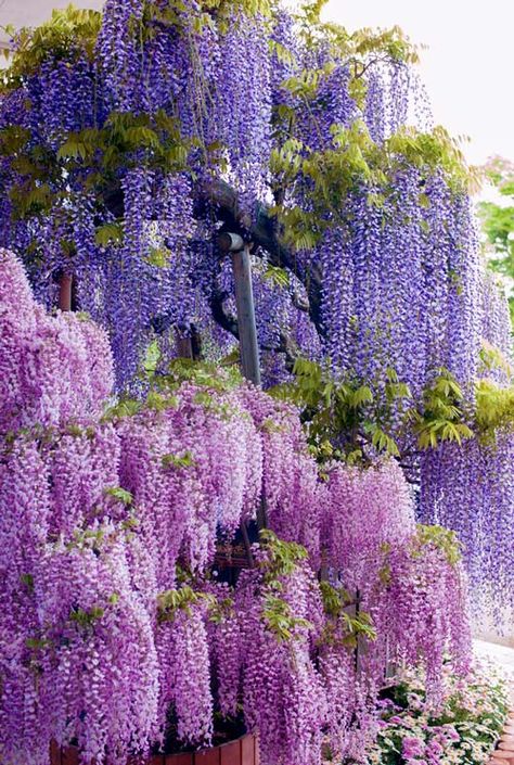 Japanese Wisteria Blooms Flowers Growing, Have Inspiration, Flowering Trees, Beautiful Tree, Beautiful Blooms, Dream Garden, Wisteria, Love Flowers, Pretty Flowers