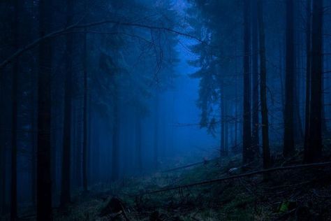 Butterfly Spirit Animal, Blue Aesthetic Dark, Photoshop Filters, Forest Background, Foggy Forest, Night Forest, Blue Night, Blue Forest, Blue Hour