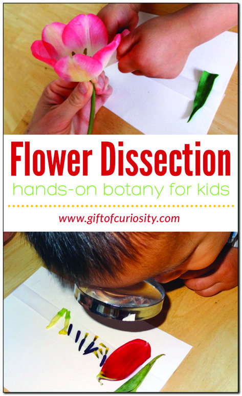 Dissecting a flower is a great hands-on botany lessons to teach kids the parts of a flower #botany #handsonlearning #GiftOfCuriosity || Gift of Curiosity Flower Exploration Preschool, Parts Of The Flower Activities, Parts Of A Flower Lesson Plan, Lifecycle Of A Flower, Montessori Botany Activities, Flower Science Experiment Preschool, Flower Parts Preschool, Learning About Flowers Preschool, Science Flower Activities Preschool