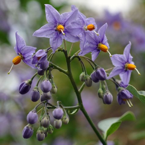 flowers to avoid while camping Deadly Nightshade Flower Aesthetic, Pretty Poisonous Flowers, Nightshade Flower Aesthetic, Belladonna Flower Aesthetic, Enchanters Nightshade Flower, Nightshade Flower Drawing, Night Shade Flower Tattoo, Deadly Nightshade Drawing, Nightshade Flower Tattoo