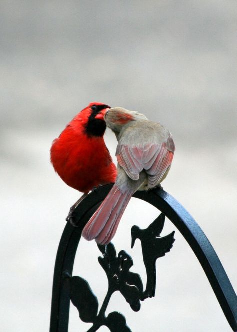 Cardinals Kinds Of Birds, Cardinal Birds, All Birds, Backyard Birds, Exotic Birds, Pretty Birds, Red Birds, Colorful Birds, Little Birds