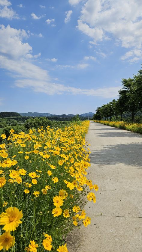 Aesthetic Flower Fields, Yellow Aesthetic Landscape, Yellow Scenery Aesthetic, Yellow Wallpaper Landscape, Dreamcore Flower Field, Pretty Scenery, Vegetable Pictures, Valley Of Flowers, Dreamy Artwork