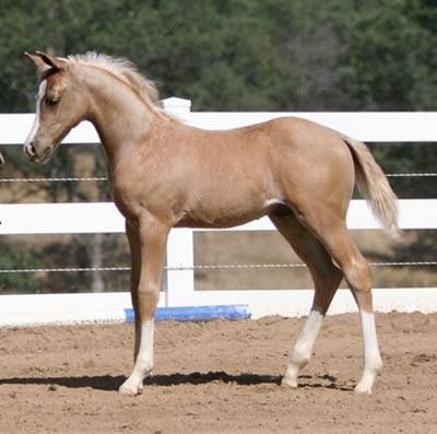 Cute Palomino Foal Palomino Foal, Quarter Horse Foal, American Paint Horse, Horse Anatomy, American Paint, Beautiful Arabian Horses, Akhal Teke, Baby Horses, Horse World