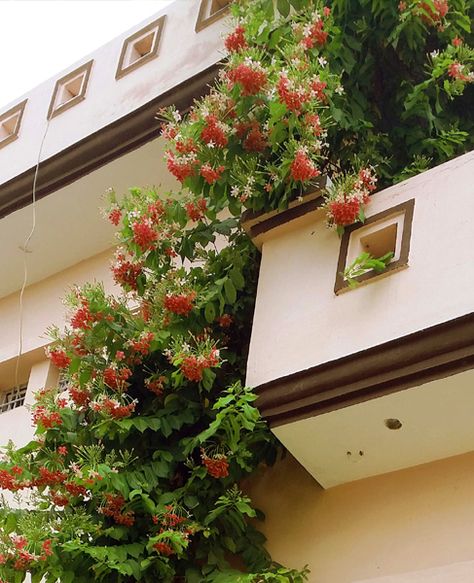 Madhumalti Plant In Balcony, Madhumalti Plant, Creepers Plants, Canvas Art Decor, Gardening Hacks, Videos Cooking, Flower Gardens, Anime Scenery Wallpaper, Beautiful Nature Pictures