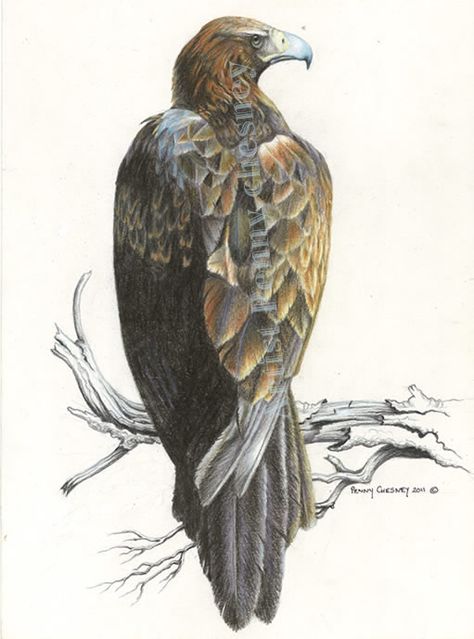 Australian Wedge-Tail Eagle - Sentinel Wedge Tailed Eagle Drawing, Drawing Eagle, Drawing Wings, Wings Tattoos, Finding Oneself, Wings Artwork, Wedge Tailed Eagle, Eagle Drawing, Eagle Images