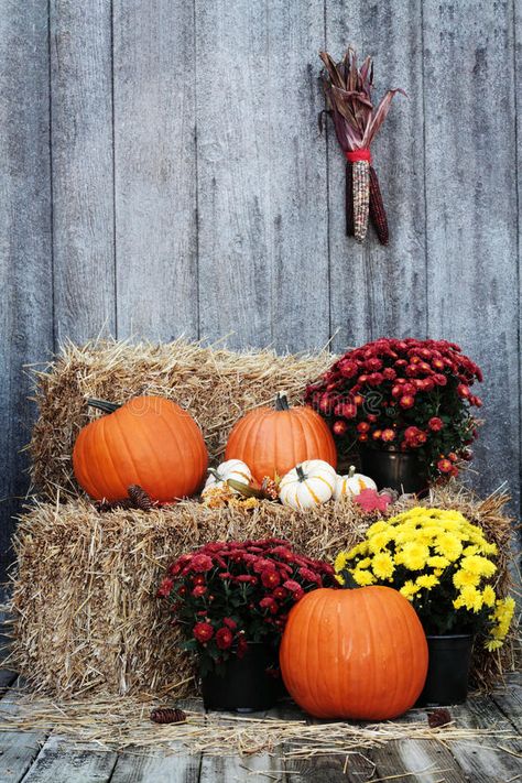 Pumpkins on Straw Bales. Pumpkins and Chrysanthemums on a bale of straw against , #sponsored, #Bales, #Chrysanthemums, #Pumpkins, #Straw, #rustic #ad Straw Bale Decor Fall, Fall Container Plants, Fall Flowers Garden, Fall Yard Decor, Fall Containers, Straw Bale, Straw Bales, Rustic Background, Fall Outdoor Decor