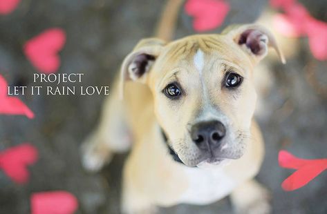 Shelter Dog Photography, Valentines Pics, Pet Photography Business, Rain Love, Animal Photoshoot, Dog Calendar, Shelter Dog, Dog Grooming Business, Dog Photoshoot