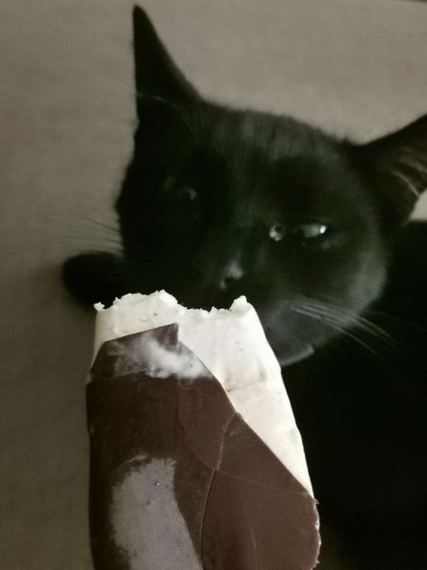 Just a cat eating ice cream :) Cat Eating Ice Cream, Cat Eating, Eating Ice, Eating Ice Cream, A Cat, Yogurt, Black Cat, Ice Cream, Cream