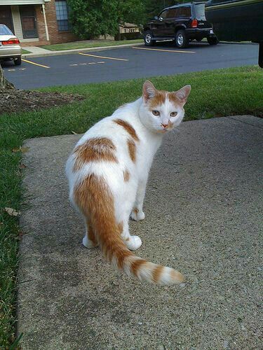 Orange And White Cat, Spotted Cat, Neko Atsume, Cat Health Care, Wet Cat, Dry Cat Food, Wet Cat Food, Animal Projects, Cat Behavior