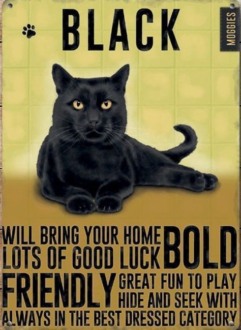 Gatos Cool, Black Kitty, Black Cat Art, A Black Cat, Cat Quotes, Cat Care, Cats Meow, Cat Owners, Black Cats