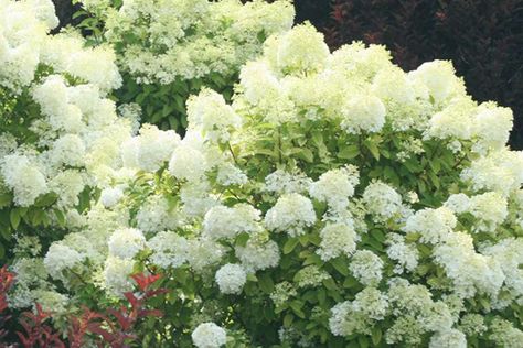 Plant Profile: Bobo® Hydrangea from Proven Winners | Canada Blooms Bobo Hydrangea, Hardy Hydrangea, Rose Fertilizer, Flower Structure, Landscaping Trees, Panicle Hydrangea, Hydrangea Bloom, Fuchsia Flowers, Hydrangea Paniculata