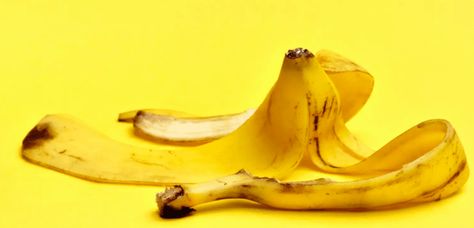 Using Banana Peel Water for Plants Banana Water, Eating Bananas, Banana Peel, Organic Fertilizer, Delicious Fruit, Plant Roots, Photosynthesis, Organic Farming, Plant Growth