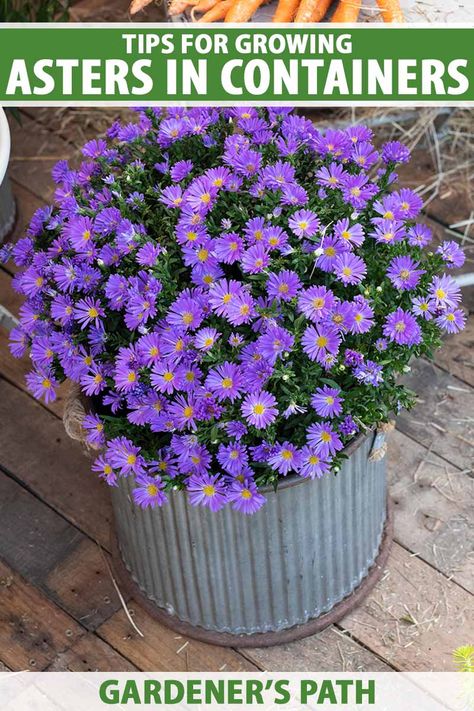 Perennial asters add layers of blue, pink, purple, and white to fading summer landscapes, and mix well with vivid autumn blooms and foliage. In addition to the garden, plants perform well in pots as well. Learn 5 top tips for growing asters in containers now on Gardener’s Path. #asters #containergarden #gardenerspath Asters Flower Garden, Asters Flower, Aster Plant, Blue Flower Names, Landscape Planters, Flowers For The Garden, Backyard Hacks, Beautiful Blue Flowers, Kitchen Gardening