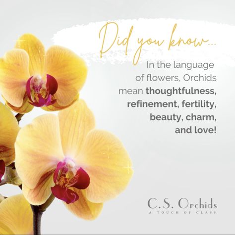 Orchid Flower Meaning, Orchid Quotes, Orchid Meaning, Candles Business, Drawing Refrences, Friend Poems, Plant Projects, Flower Meanings, Bouquet Wrap