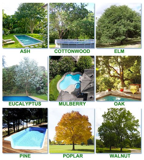 Worst trees to plant around a pool Around The Pool Landscaping, Landscaping Around Pool, Pool Plants, Inground Pool Landscaping, Landscaping Around House, Privacy Landscaping, Pool Landscape Design, Backyard Pool Landscaping, Pool Maintenance