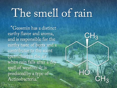 The Smell Of Rain, Supraviețuire Camping, Smell Of Rain, Cool Science Facts, Buku Skrap, Meteorology, Quantum Physics, Science Facts, Biochemistry