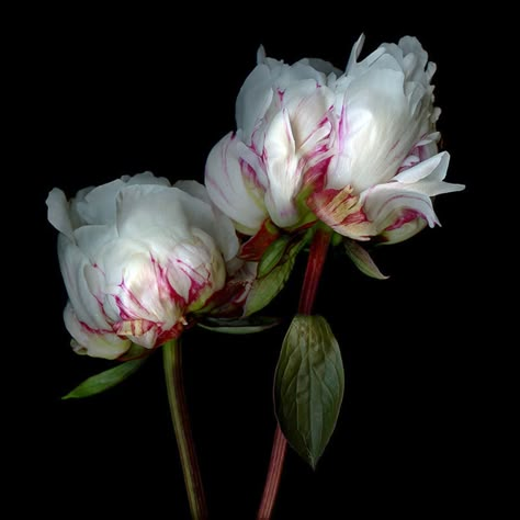 Peony Painting, White Peonies, Peony Flower, Beautiful Blooms, Flower Photos, Amazing Flowers, Love Flowers, Flowers Photography, Pretty Flowers